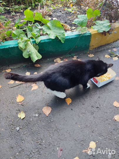 Котёнок очень ласковый
