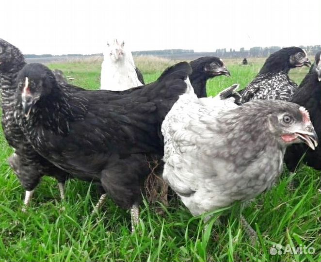 Куры молодки несушки с доставкой до дома