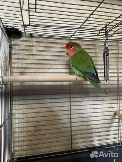 Попугай неразлучники с клеткой