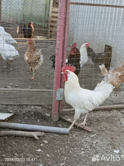 Петухи на племя