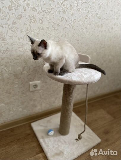 Новая когтеточка для кошек и собак, лежанка