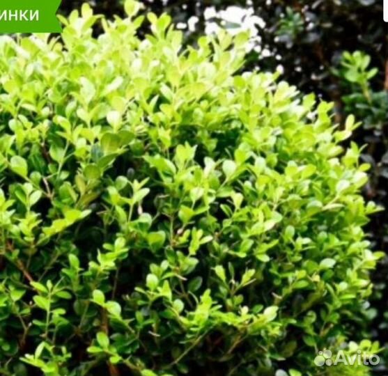 Самшит мелколистный Faulkner
