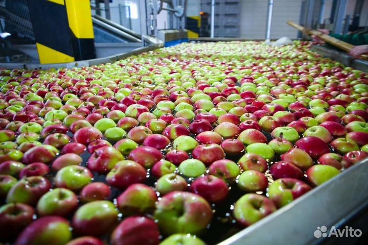 Сортировщики, грузчики, политировщики 3х/р питание