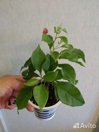 Комнатные растения цветы