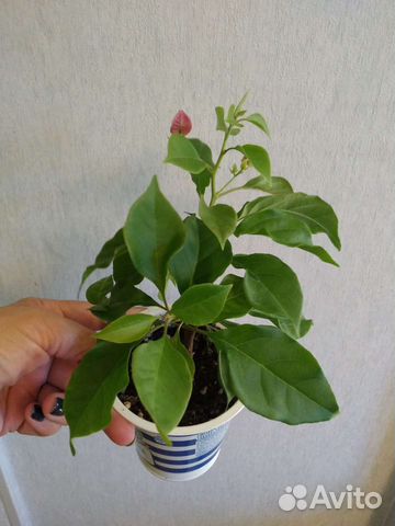 Комнатные растения цветы