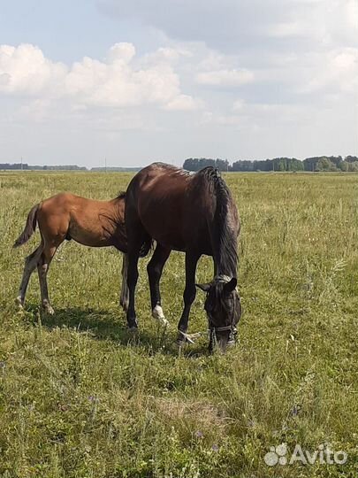 Кобылы с жеребенком