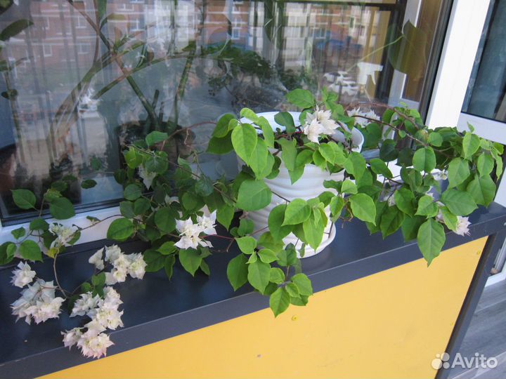 Бугенвиллия