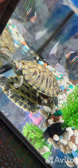 Черепашки красноухие