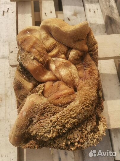 Мясо для собак(рубец,трахея,щетка, хвосты, вымя)