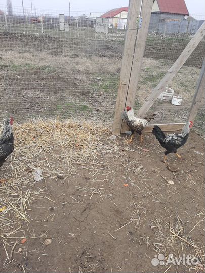 Бойцовские петухи