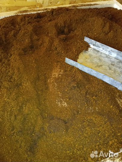 Чага березовая от сборщика