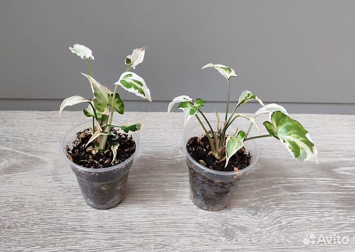 Сингониумы сортовые