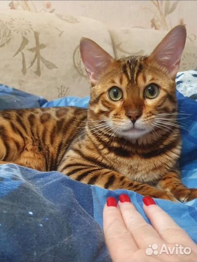 Бенгальский кот вязка