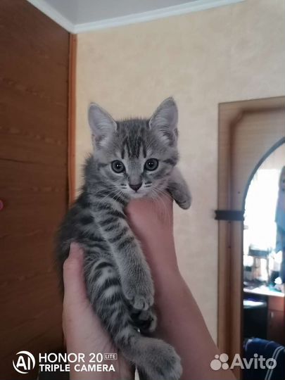 Котята 1.5месяца к лотку приучены в добрые руки