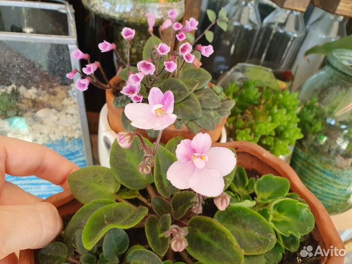 Фиалки мини и стандарт