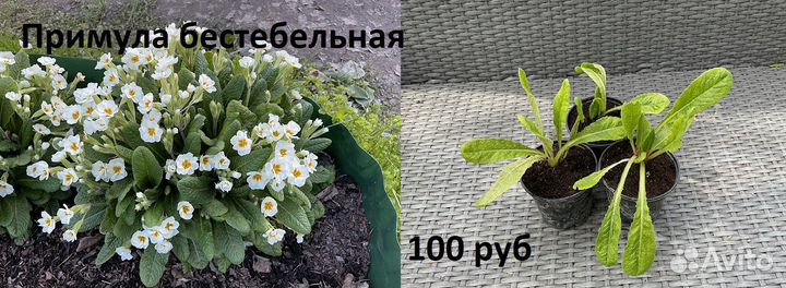 Многолетние неприхотливые растения для дачи