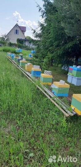 Продам пчелосемьи