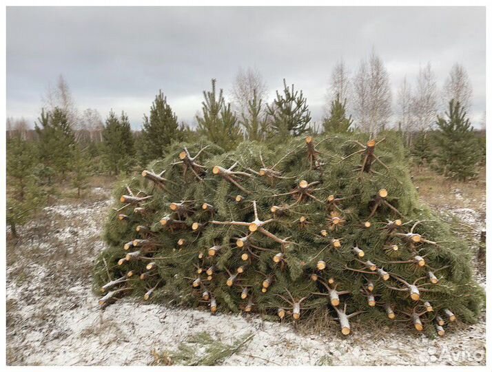 Сосна Рождественская