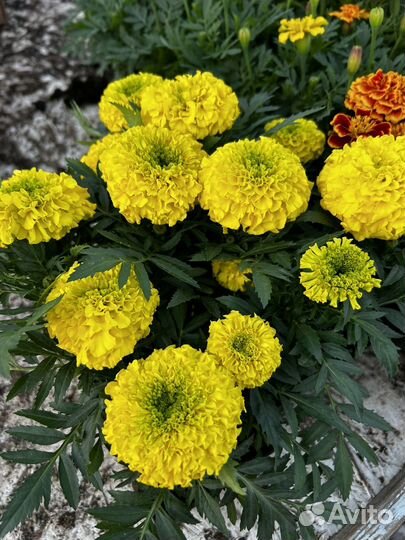 Бархатцы, тагетис