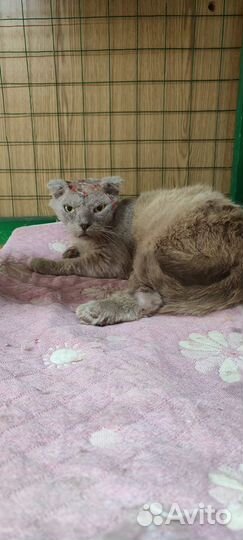 Кот в добрые руки