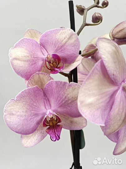 Орхидея Hazard Хазард