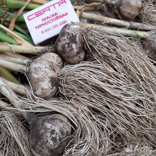 Чеснок яровой, укроп семена