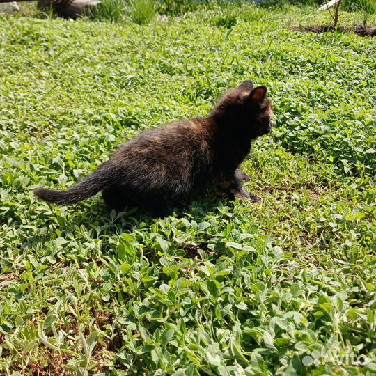 Котенок, трехцветная девочка