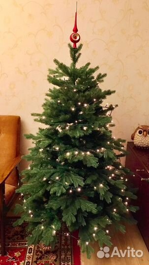 Ель Царская Triumph Tree/155 см