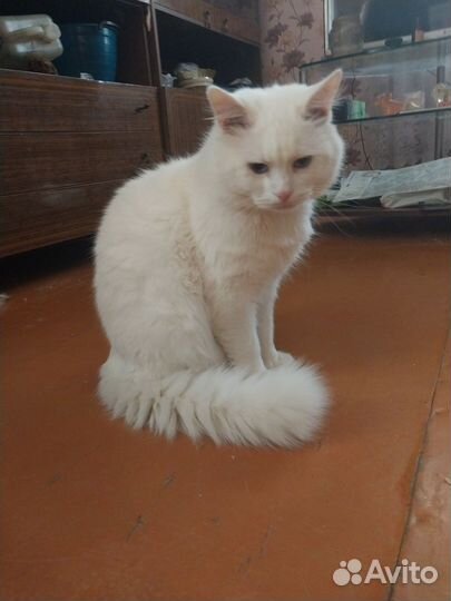 Котик в дар