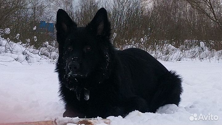 Немецкая овчарка вязка