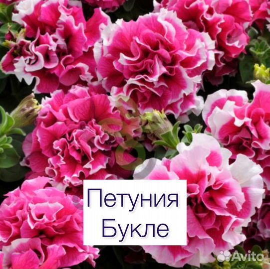 Рассада петунии