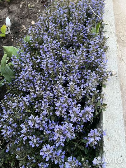 Почвопокровные от