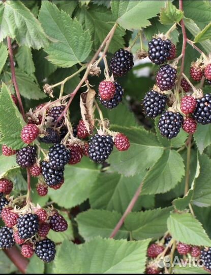Саженцы ежевики садовой