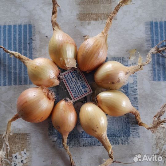 Лук семейный Золотинка