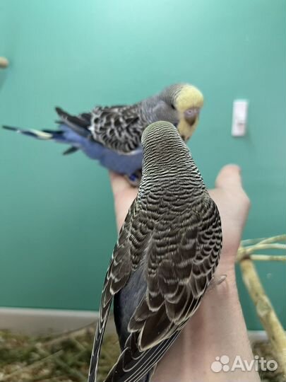 Волнистые попугаи, птенцы, чехи, радужные, пинто