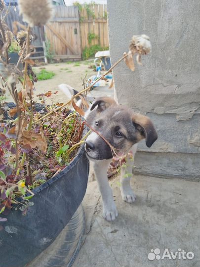 Щенок ищет дом