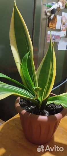 Сансевиерия или щучий хвост