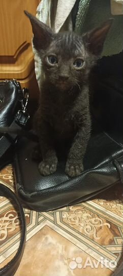 Котята от сфинксов