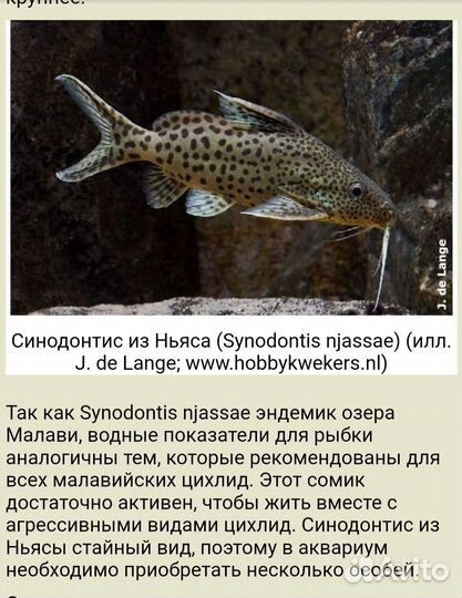 Синодонтис