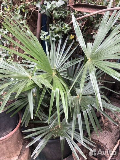 Пальма веерная