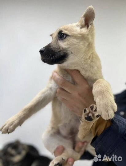 Щенок в добрые руки