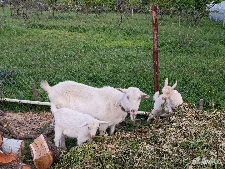 Зааненская коза