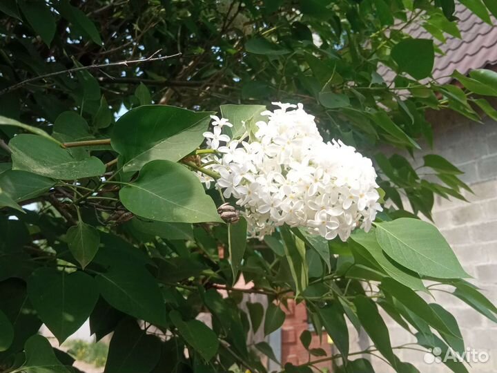 Домашние растения цветы