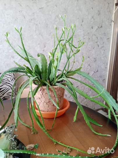 Цветы домашние в горшках