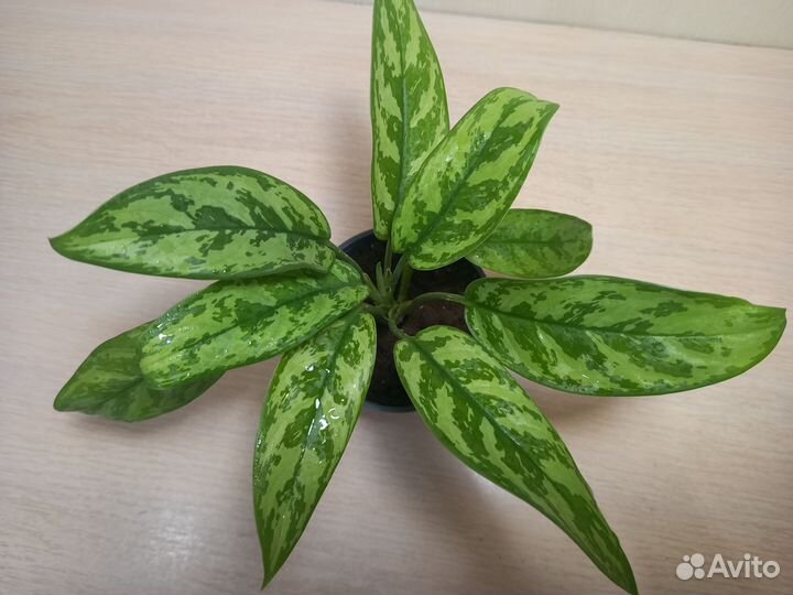 Аглаонема Мария