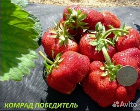 Крупноплодная клубника Чамора, Цунаки, Комрат