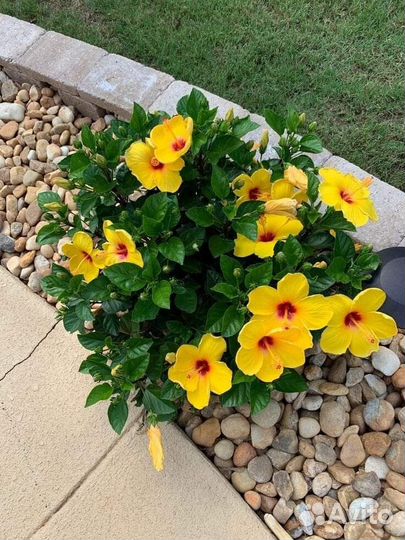 Красивый гибискус