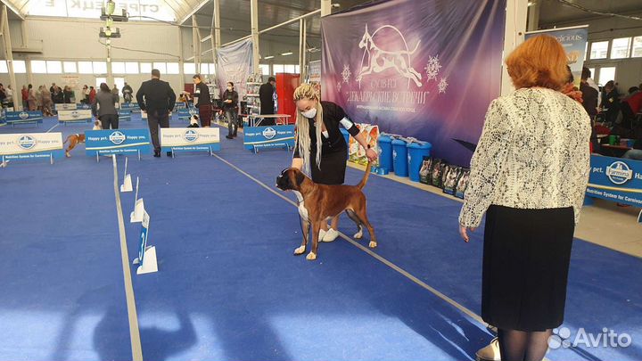 Боксёры Юниоры