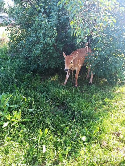 Продается телочка Джерси