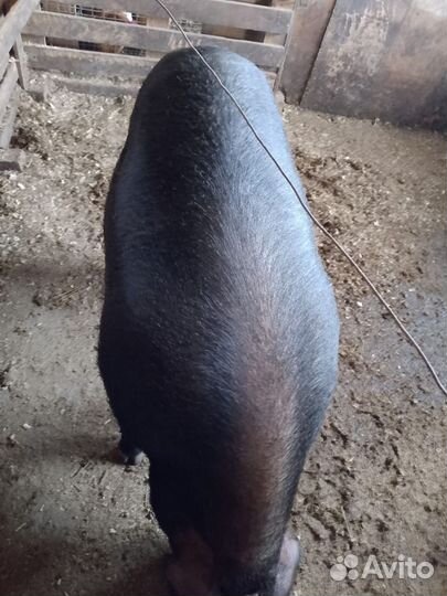 Свиньи Свиноматки